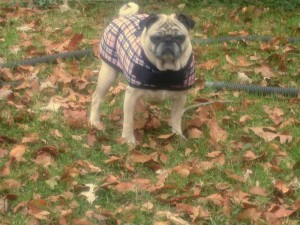 Beans The Pug Wearing A Coat