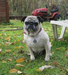 Beans the pug Sitting Outside