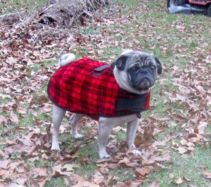 frank the pug wearing a coat