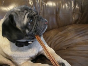 frank the pug bully stick