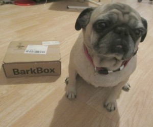 barkbox pug small box