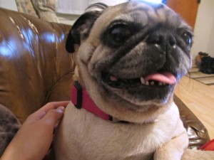 Beans The Pug Smile