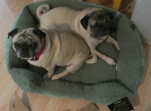 two pugs one dog bed