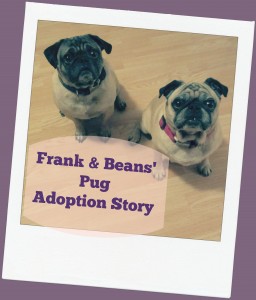 frank and beans the pugs adoption story