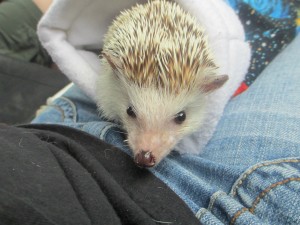 henry the hedgehog