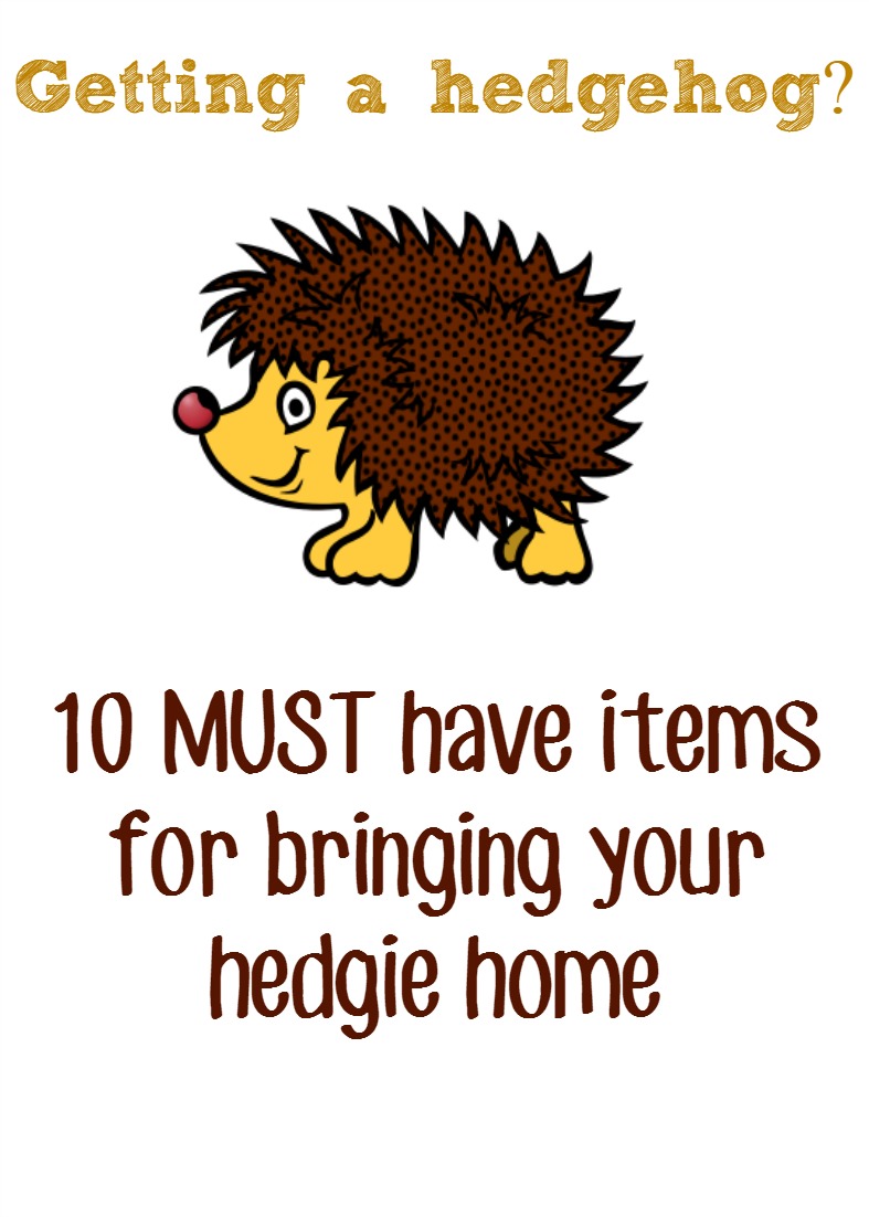 Pygmy Hedgehog Pet Must Have Items