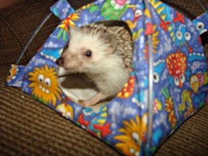 hedgehog in a tiny tent
