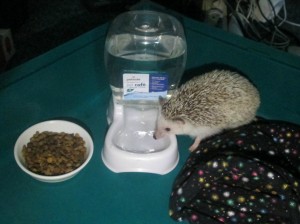 hedgehog heavy water dish solution - no more spilling their water everyday!