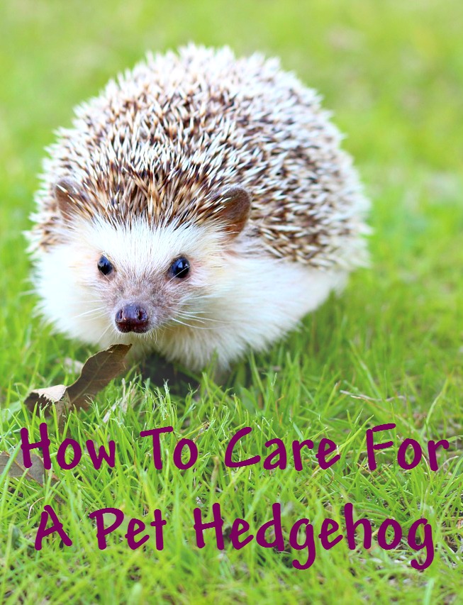 Are hedgehogs low maintenence pets? How to care for a pet hedgehog - including tasks that need to be done daily, weekly or monthly. 