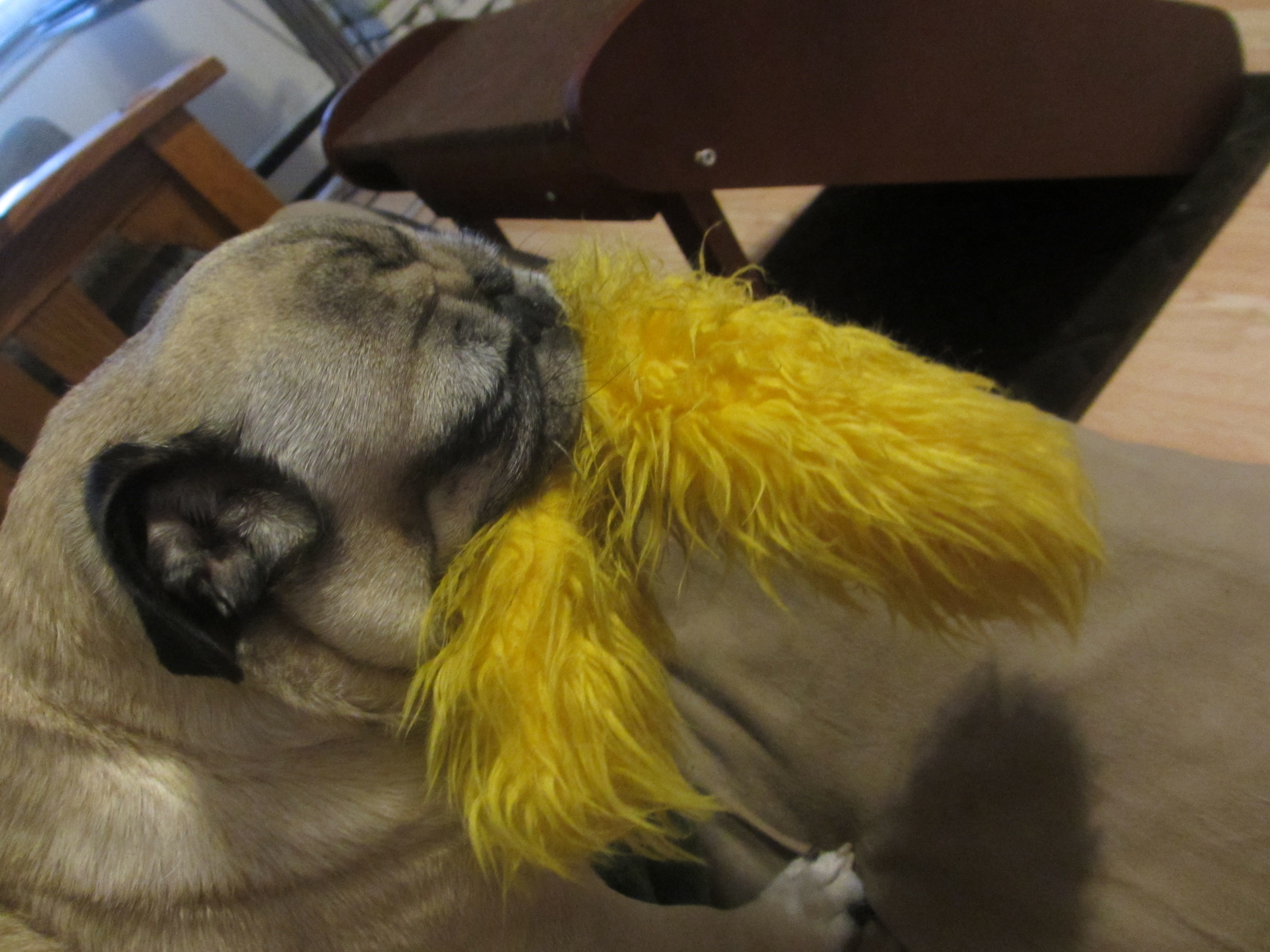 Favorite pug dog toys