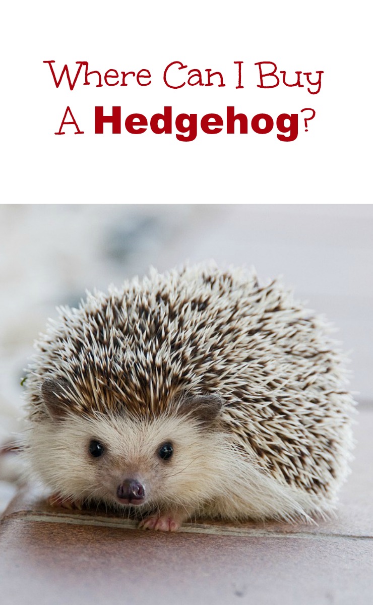 where to buy a hedgehog
