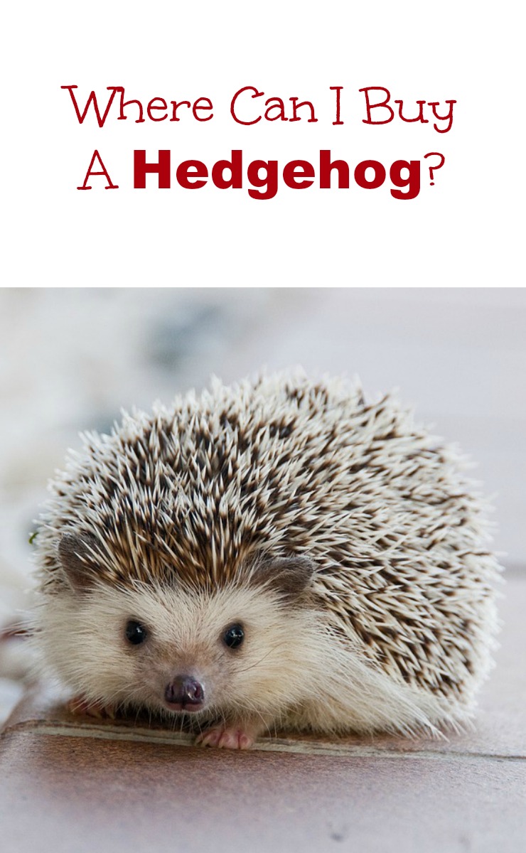 Pet stores with 2025 hedgehogs near me