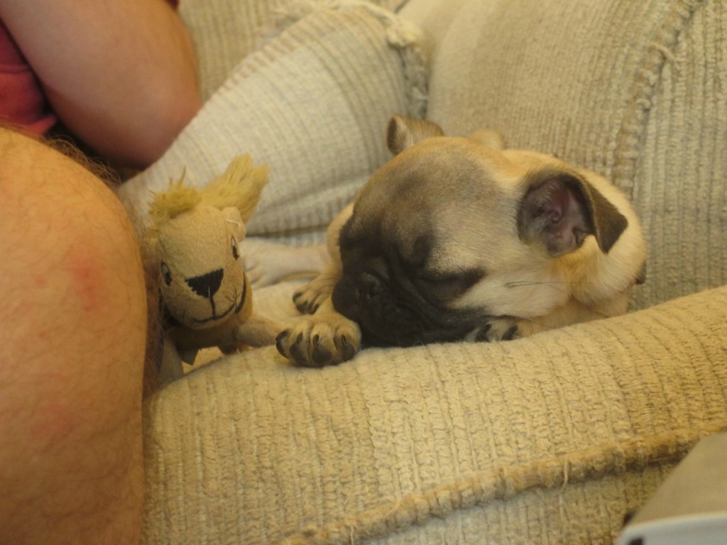 pug puppy