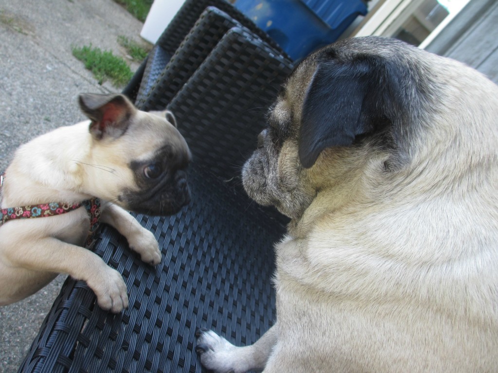 bringing home a pug puppy to meet older dogs