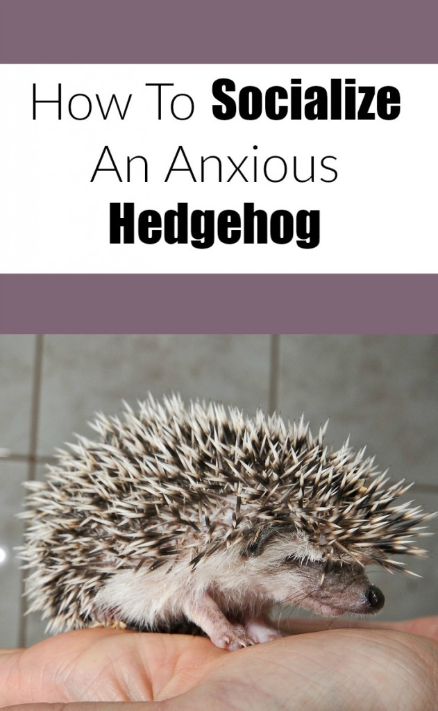 Socialize your anxious or grumpy hedgehog