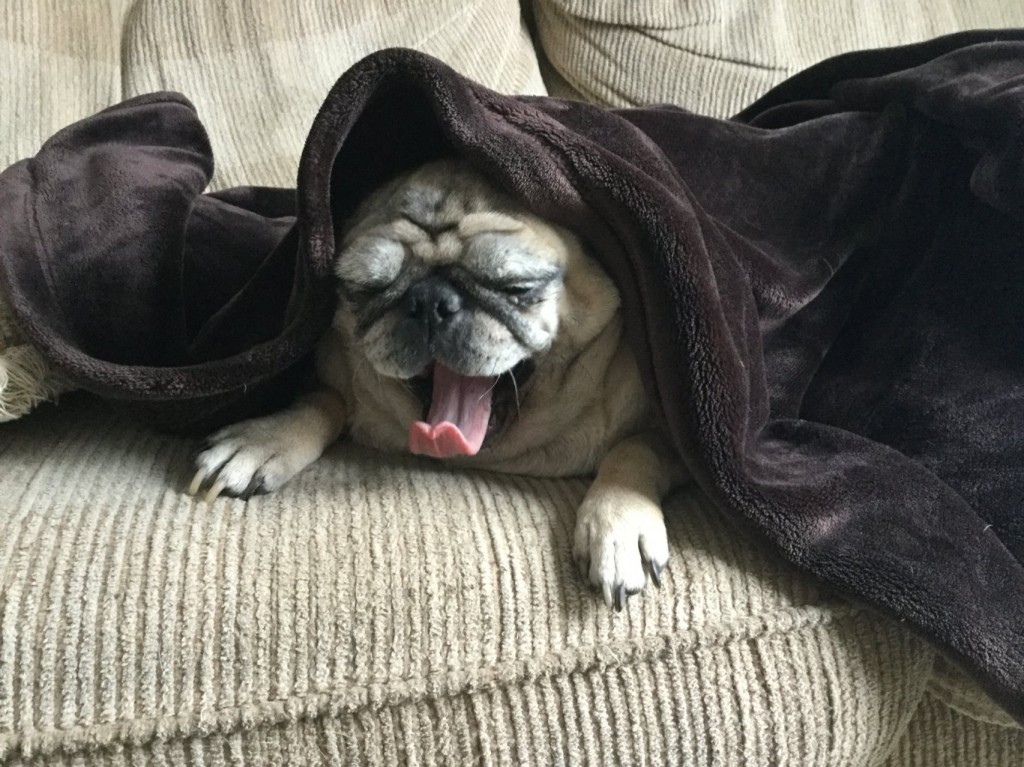 beans pug yawn