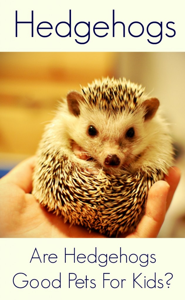 Hedgehogs as pets for kids