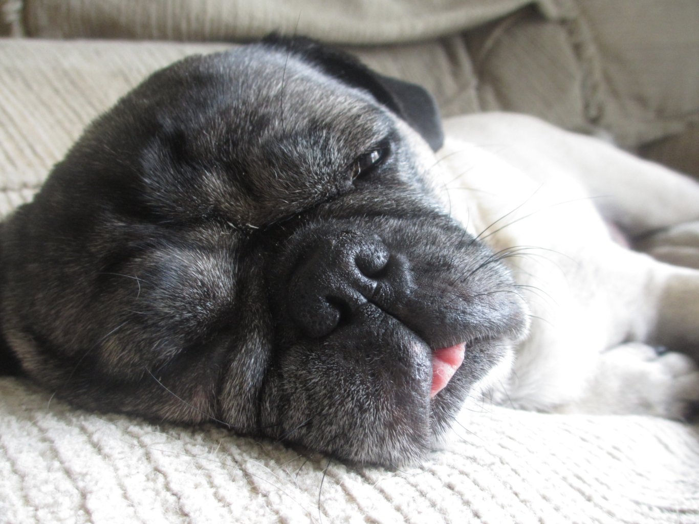 Do Pugs Stink All The Time?