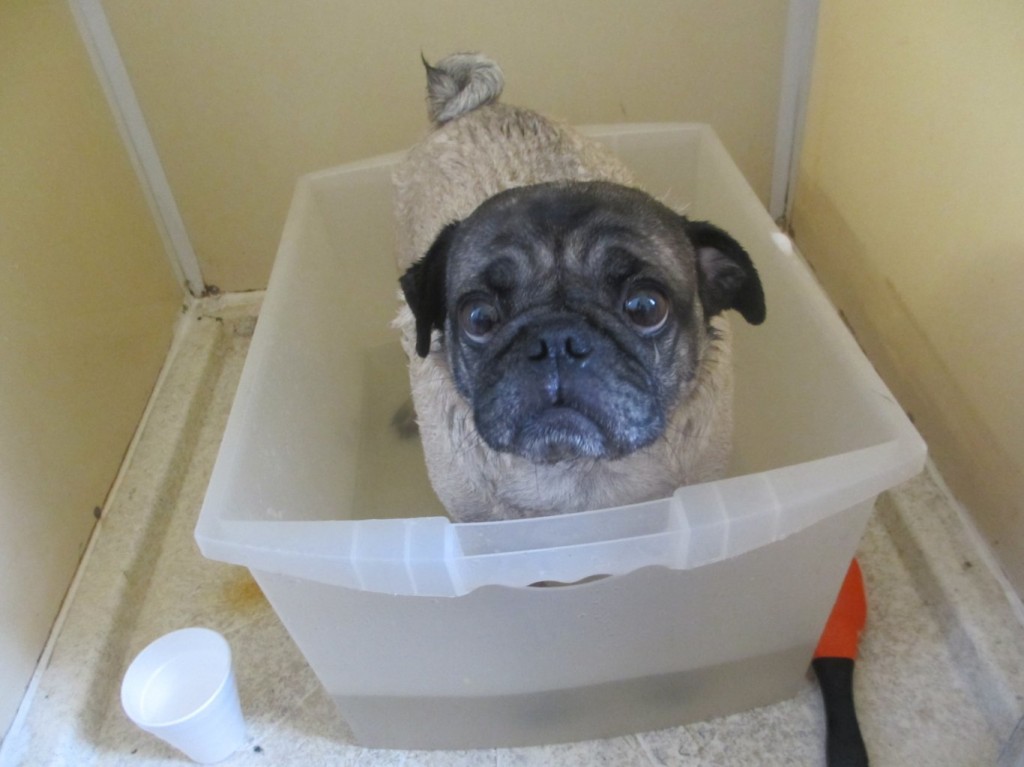 Pug bath in a shower
