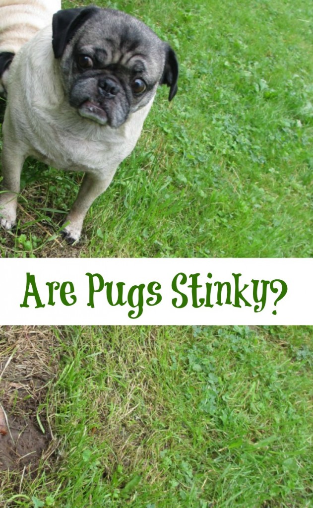 I often get asked if my pugs stink. Does a pug smell worse than other dogs? Come find out!