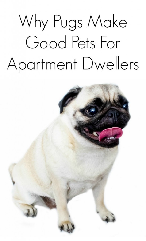 Why pugs make good dogs for apartment dwellers