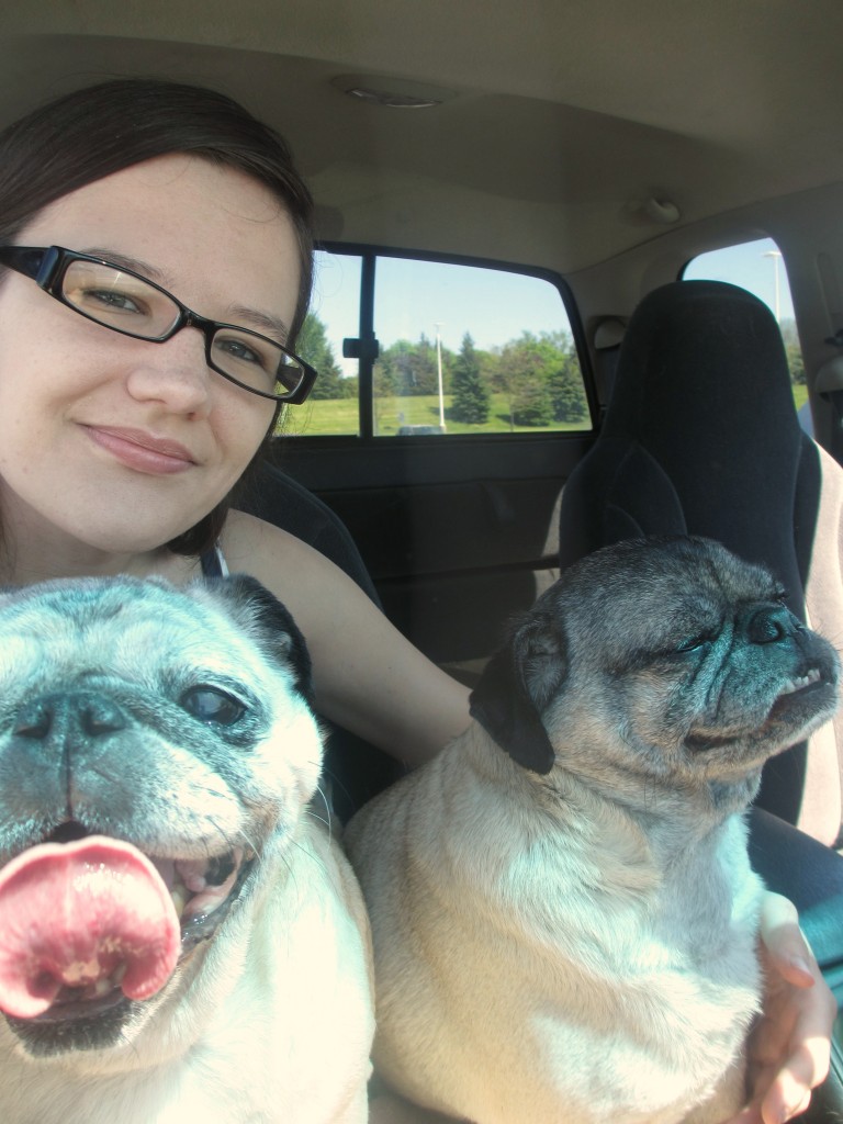 pugs in the car