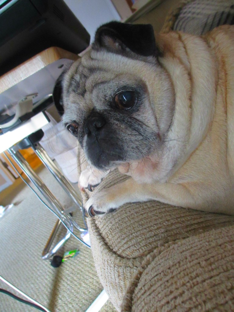 Beans pug on the couch