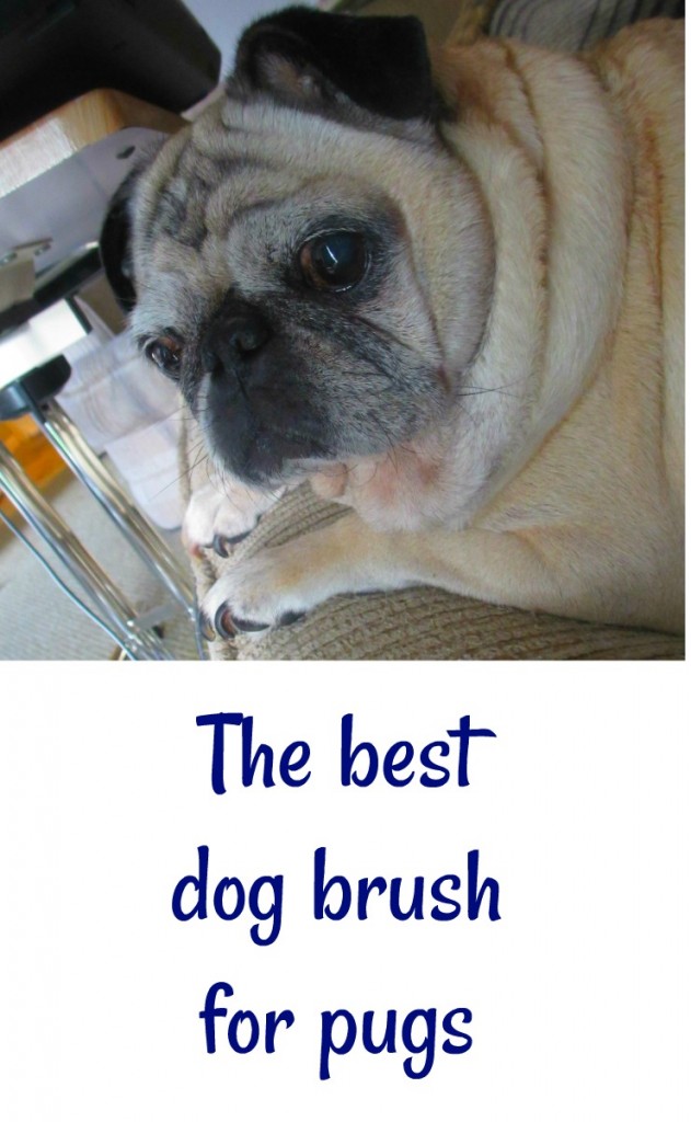 the best dog brush for pugs