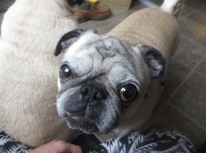 beans the pug white faced old pug