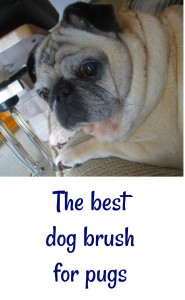 Best dog brush for pugs