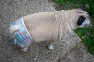 Easy up's pull-ups for a pug dog