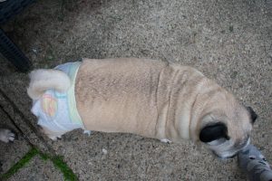 Pampers Cruisers Baby Diapers On pug dog