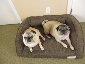 Pug names that are cute serious unique and silly