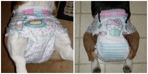 Corgi diaper stay on your dog